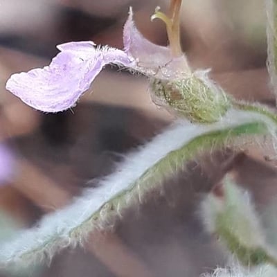 Teucrium scordium — flower
