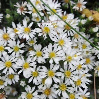 Symphyotrichum ericoides — flower