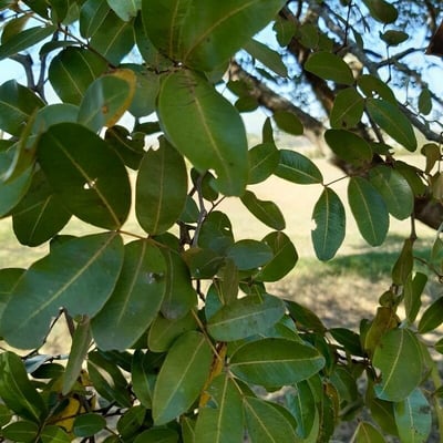 Copaifera langsdorffii — leaf