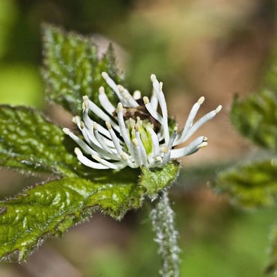Hydrastis canadensis — flower