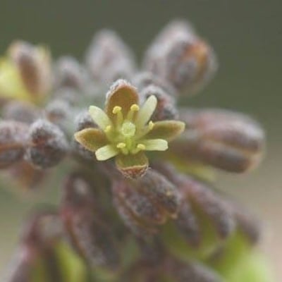 Clypeola jonthlaspi — flower