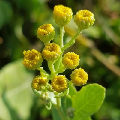 Tanacetum balsamita — flower