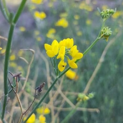 Coronilla juncea — flower