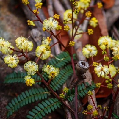 Acacia terminalis — flower