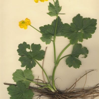 Ranunculus serpens — leaf