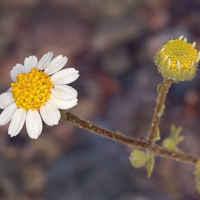 Perityle emoryi — flower