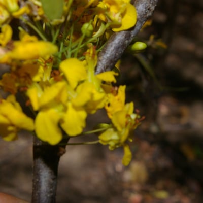 Haematoxylum brasiletto — flower
