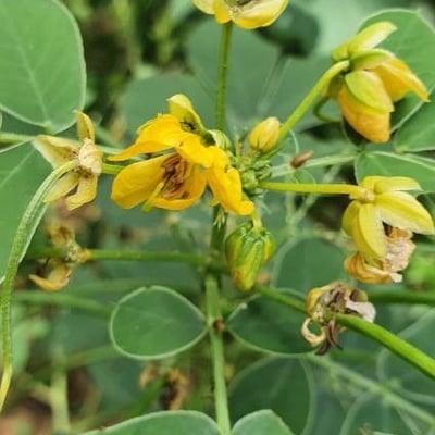 Senna obtusifolia — flower