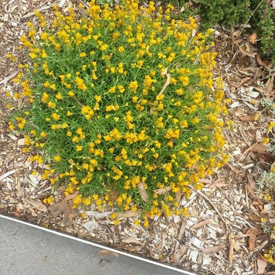 Chrysocephalum apiculatum — flower