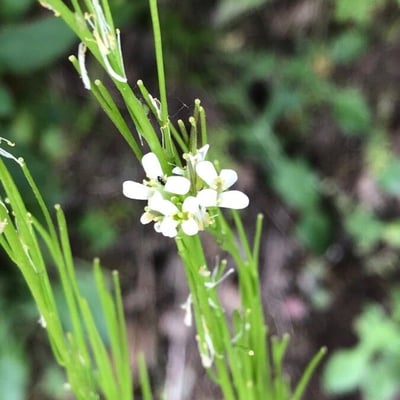 Arabis hirsuta — flower