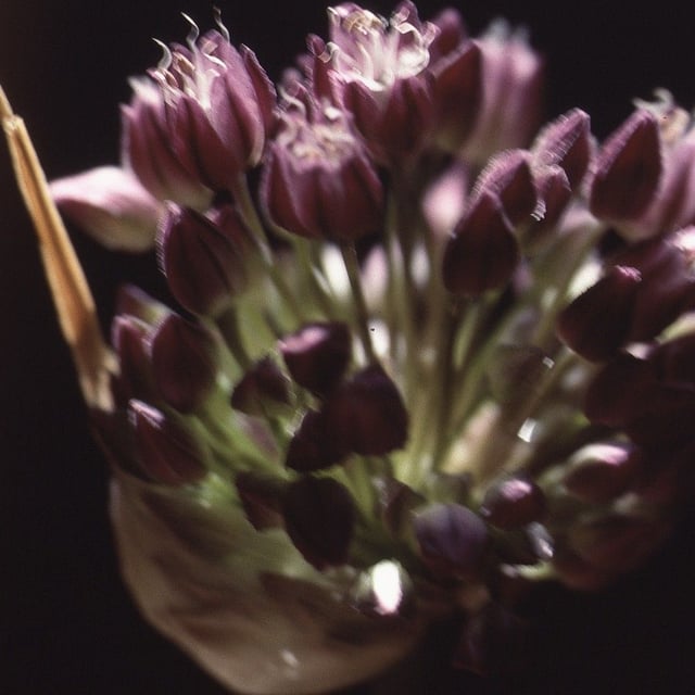 Allium rotundum — flower
