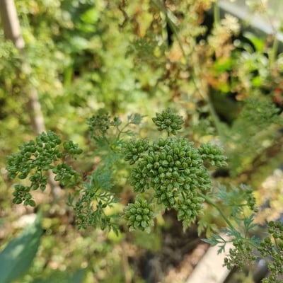 Aethusa cynapium — flower