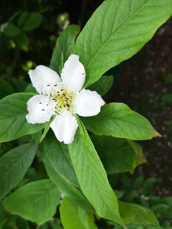 Medlar