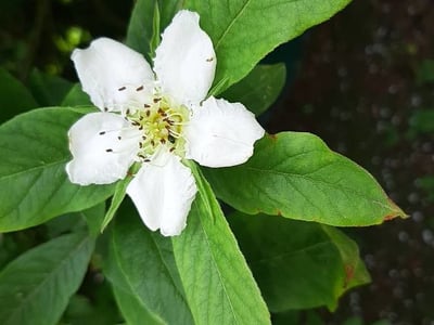 Medlar