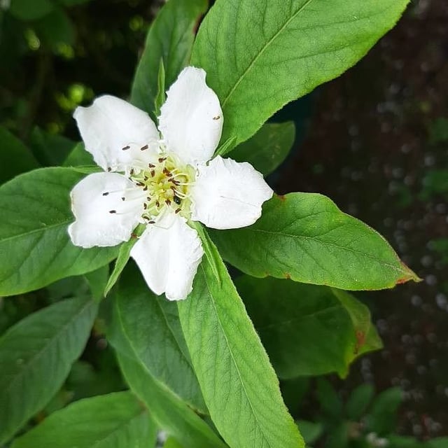 Mespilus germanica — flower