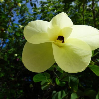 Bauhinia tomentosa — flower