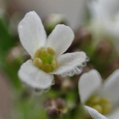 Murbeckiella pinnatifida — flower