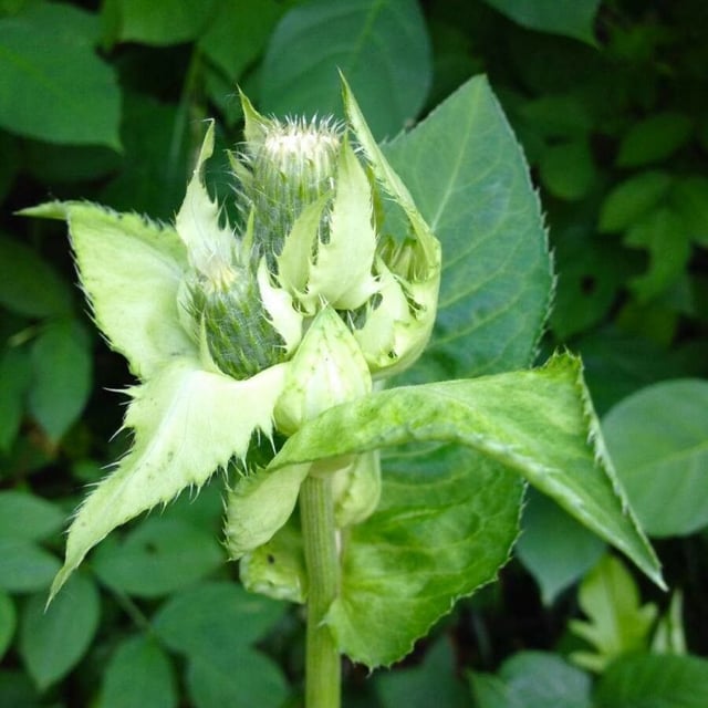 Cirsium oleraceum — flower