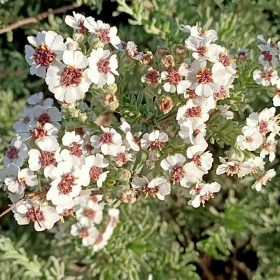 Eriocephalus africanus — flower