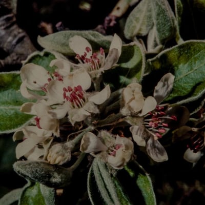 Pyrus pyraster — flower