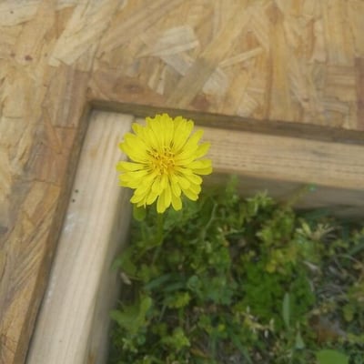 Pyrrhopappus carolinianus — flower