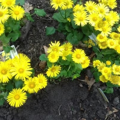 Doronicum pardalianches — flower