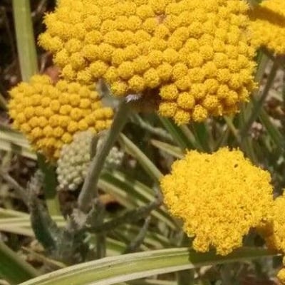 Achillea filipendulina — flower