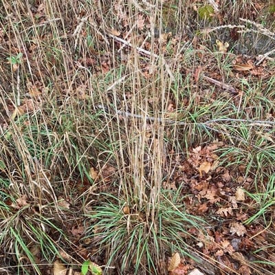 Agrostis exarata — habit
