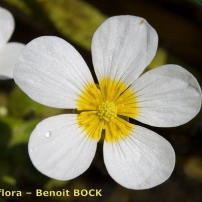 Ranunculus penicillatus — flower