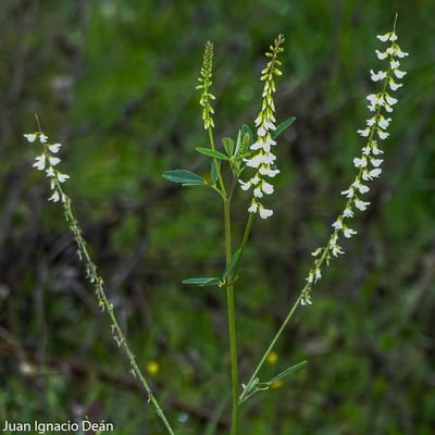 Melilotus albus — flower