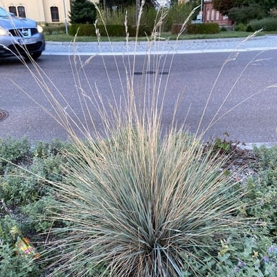 Helictotrichon sempervirens — flower