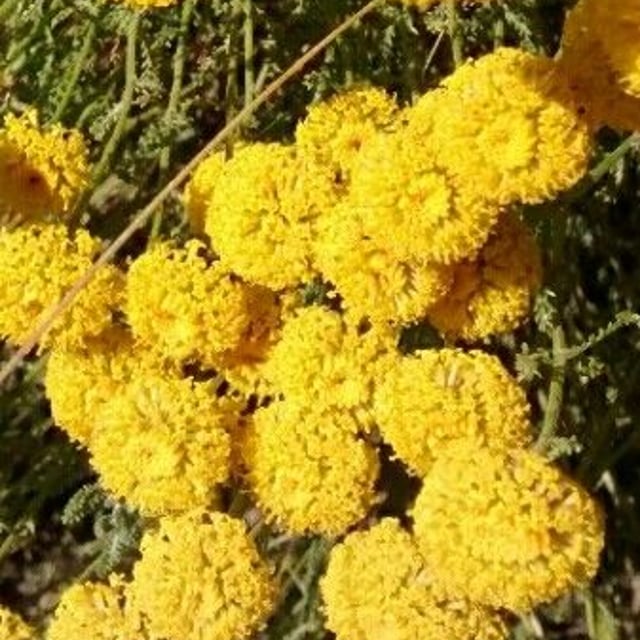 Santolina chamaecyparissus — flower
