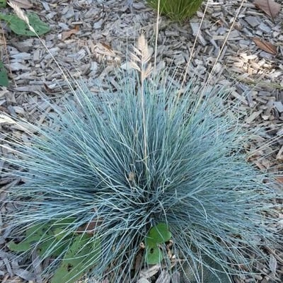 Festuca valesiaca — leaf