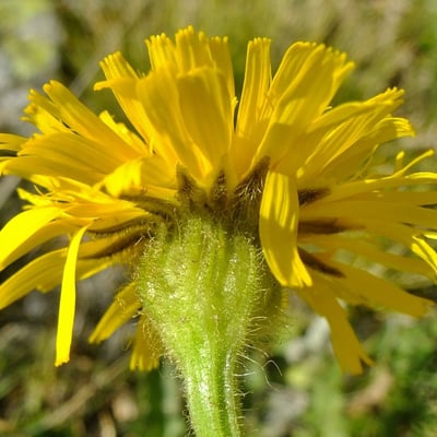 Crepis conyzifolia — flower