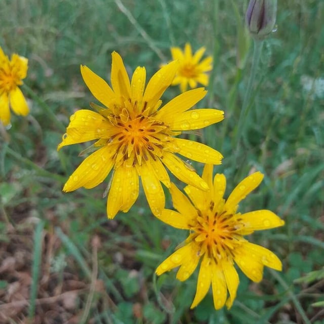 Tragopogon orientalis — flower
