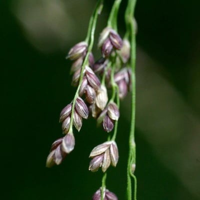 Glyceria striata — flower