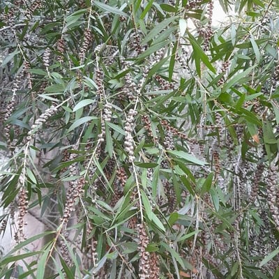 Melaleuca leucadendra — leaf