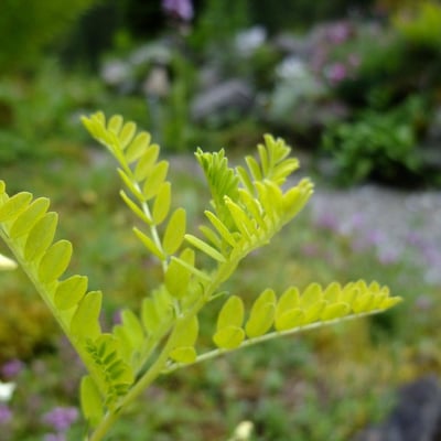 Astragalus mongholicus — leaf