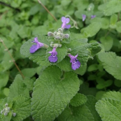 Nepeta racemosa — flower