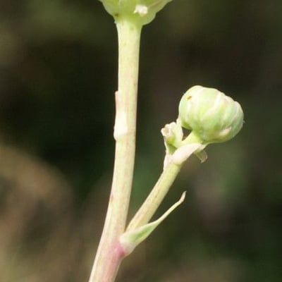 Sonchus maritimus — flower