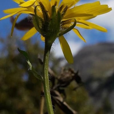 Crepis pyrenaica — flower