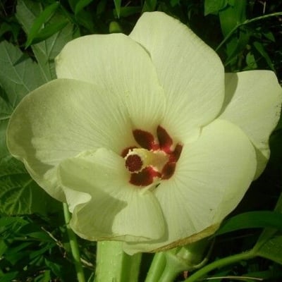 Abelmoschus esculentus — flower