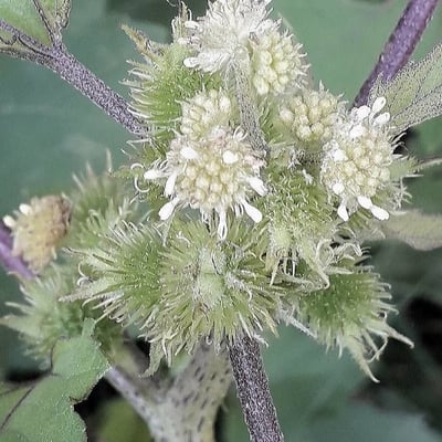 Xanthium strumarium — flower