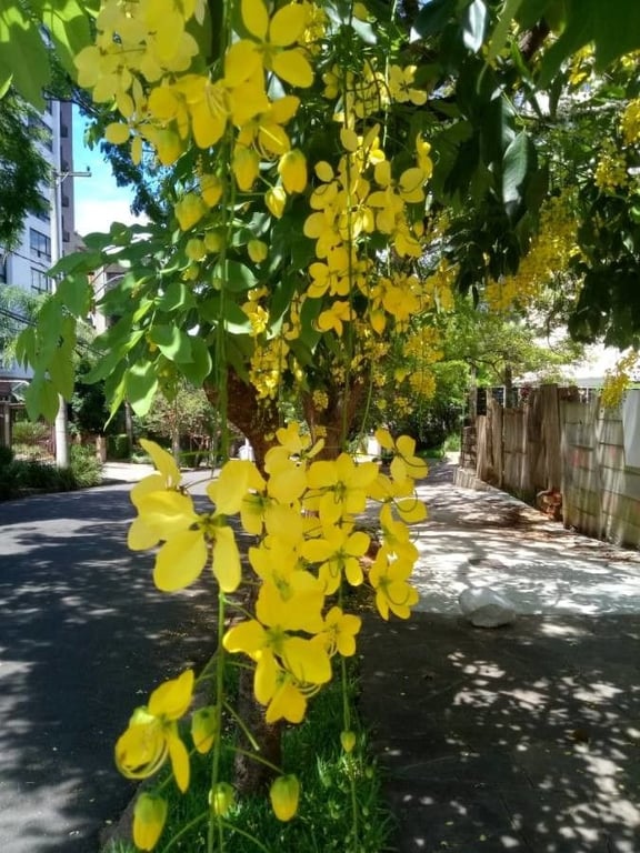 Indian-laburnum