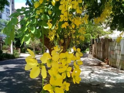 Indian-laburnum