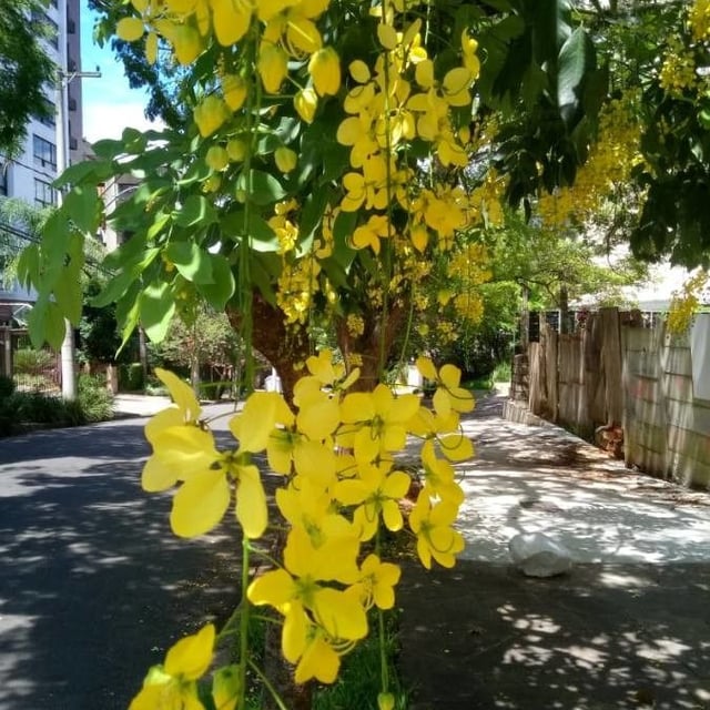 Indian-laburnum