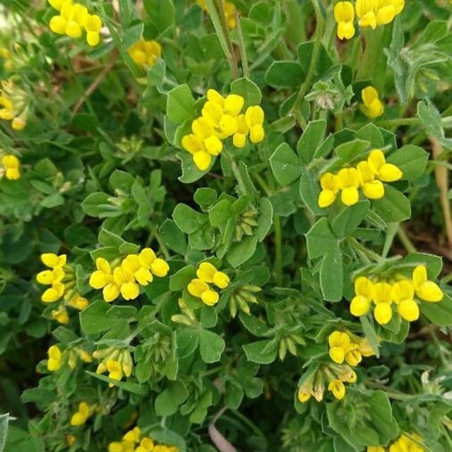 Lotus ornithopodioides — flower