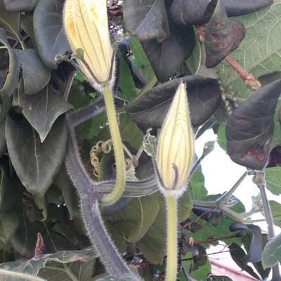 Cucurbita maxima — flower