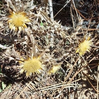 Carlina hispanica — flower