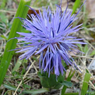 Carthamus mitissimus — flower